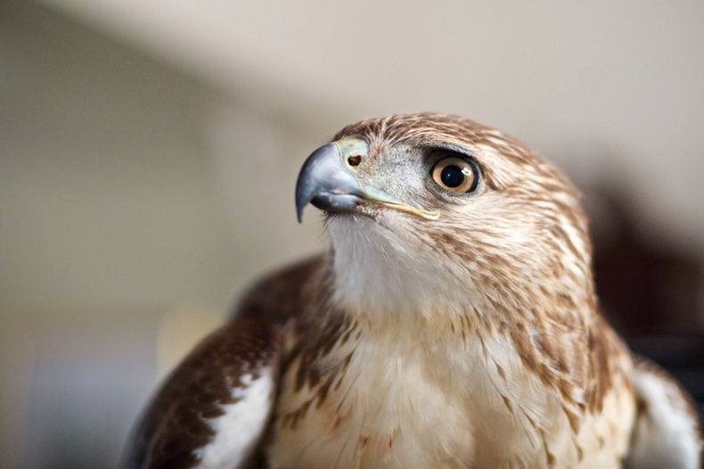 sharp, close-up photo of a red-tailed hawk, in profile